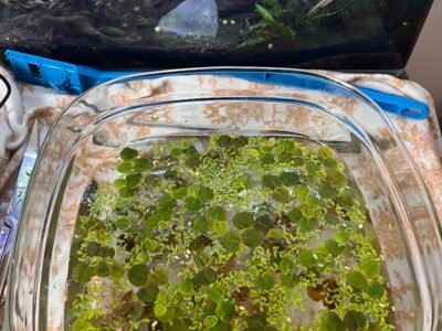 Phyllanthus fluitans