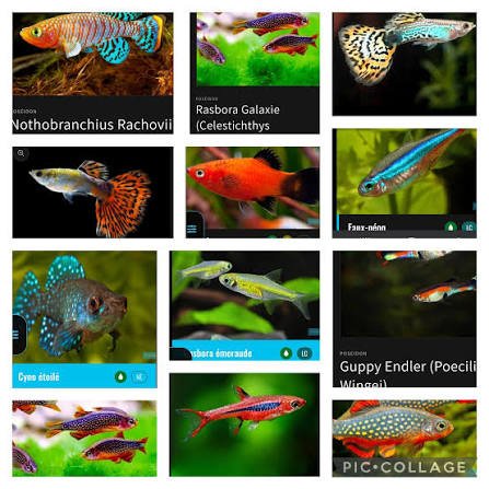 Bonjour je cherche à donner poisson / crevettes /plantes