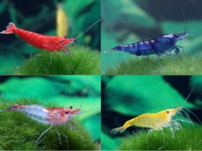 Bonjour je cherche à donner poisson / crevettes /plantes