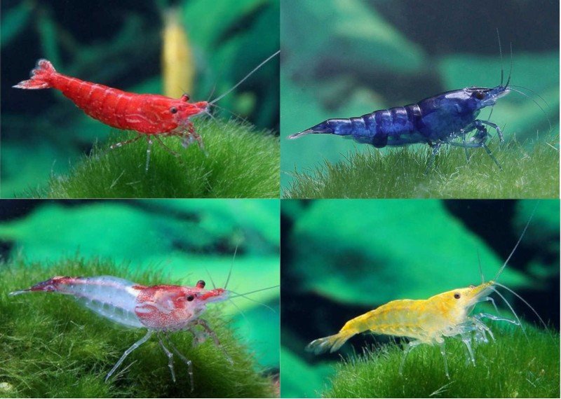 Bonjour je cherche à donner poisson / crevettes /plantes