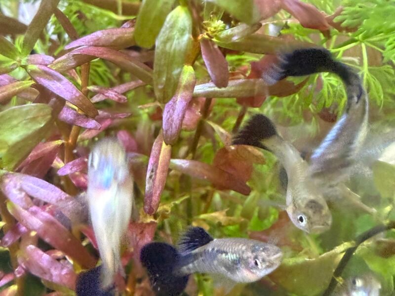 Guppy Sélection Cobra bleu navy metallic