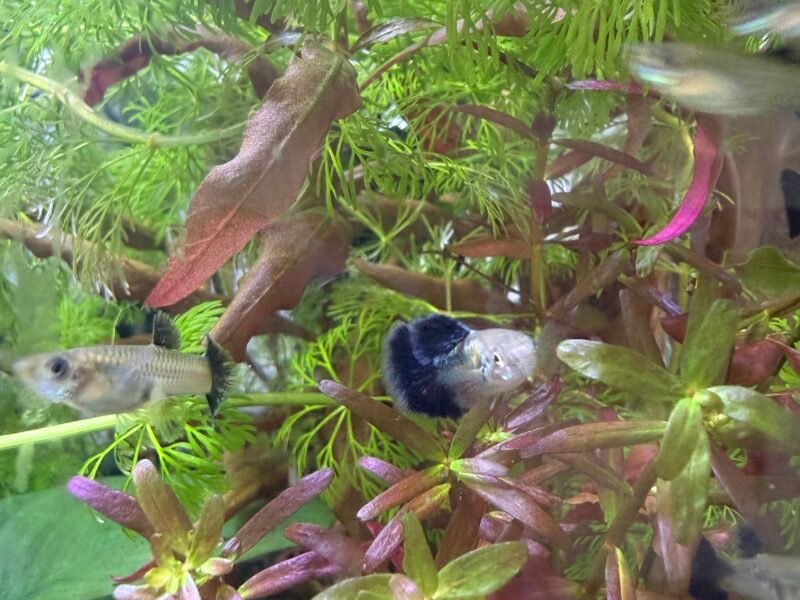 Guppy Sélection Cobra bleu navy metallic
