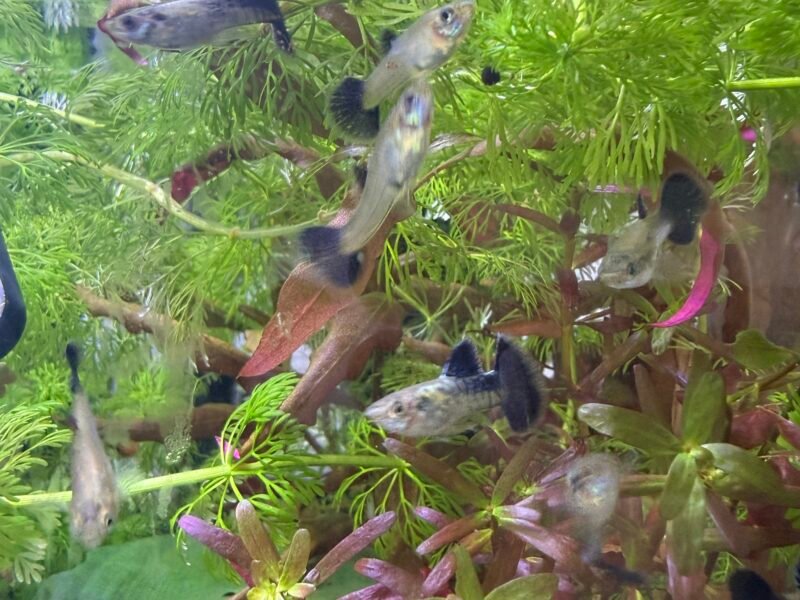 Guppy Sélection Cobra bleu navy metallic