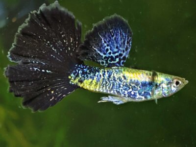 Guppy Sélection Cobra bleu navy metallic
