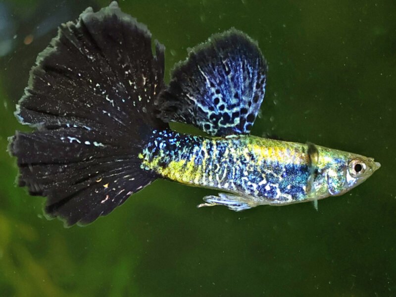 Guppy Sélection Cobra bleu navy metallic