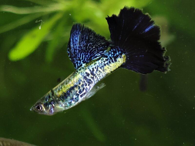 Guppy Sélection Cobra bleu navy metallic