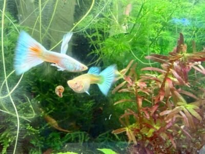 Guppy sélection White platinum