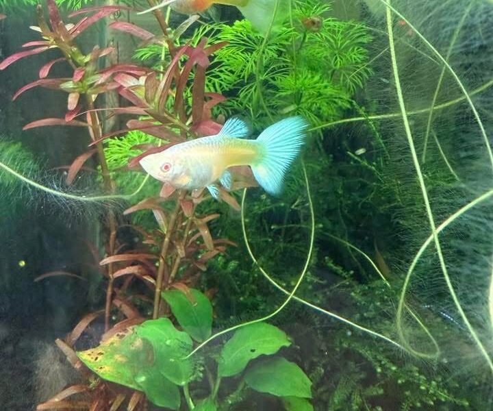 Guppy sélection White platinum