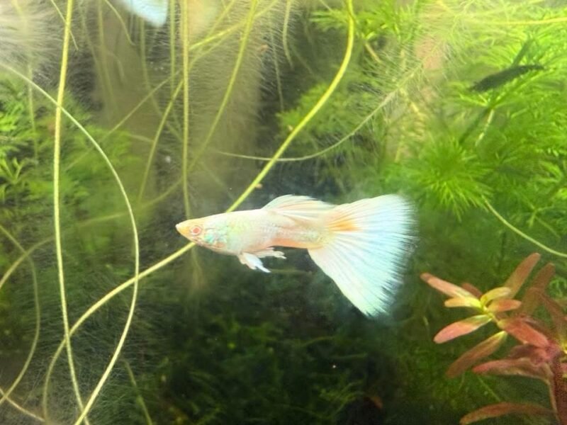 Guppy sélection White platinum