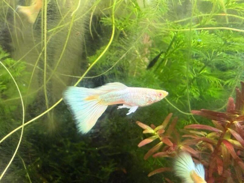 Guppy sélection White platinum