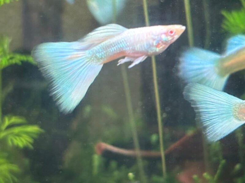 Guppy sélection White platinum