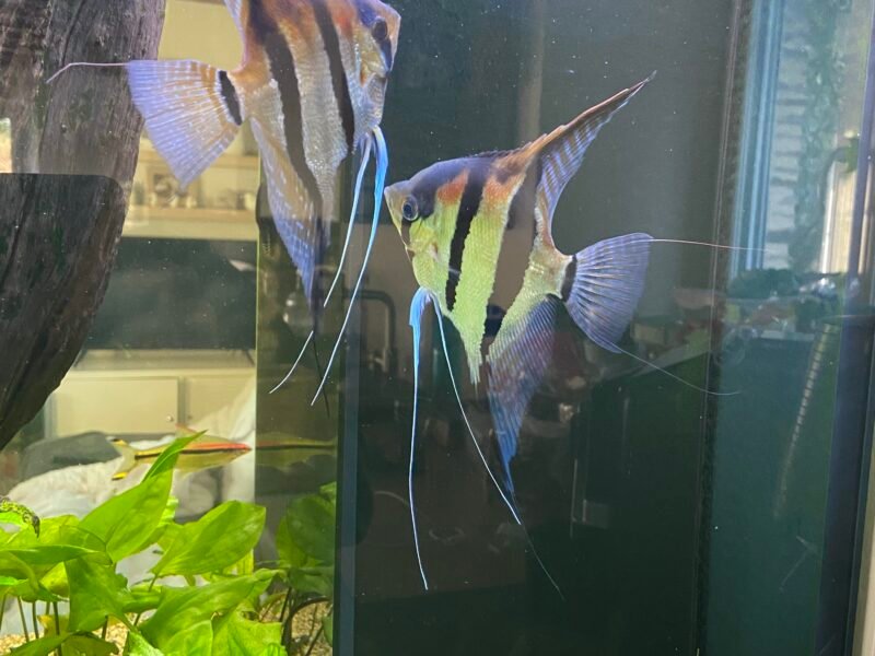Scalaire Rio manacapuru