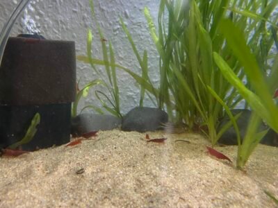 Neocaridina red