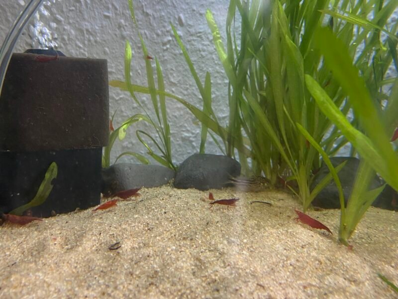 Neocaridina red