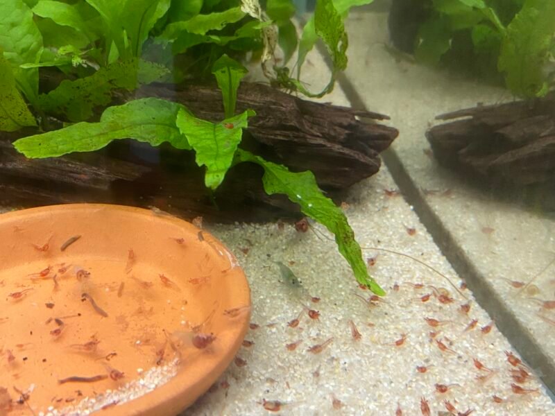 Neocaridina rili red