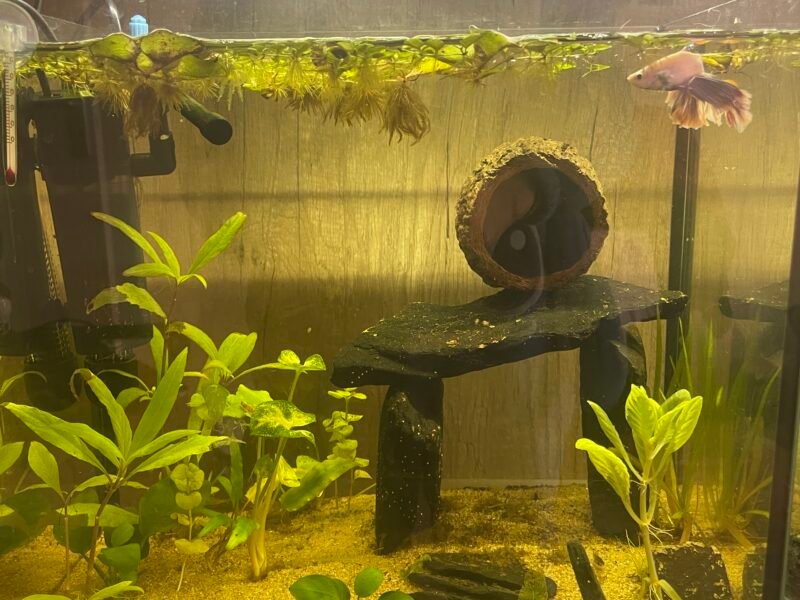 Vend poisson et plantes