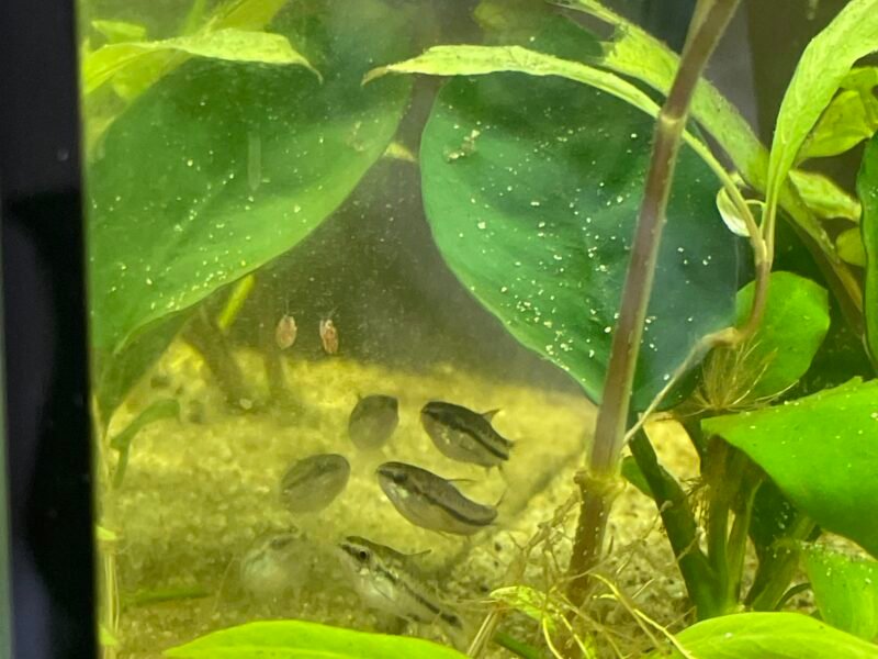 Vend poisson et plantes