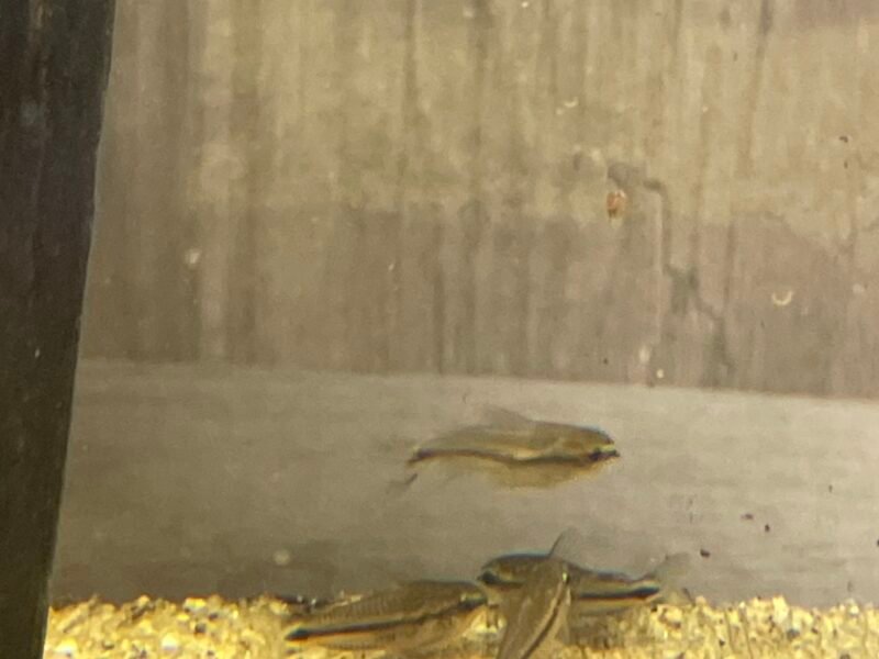 Vend poisson et plantes