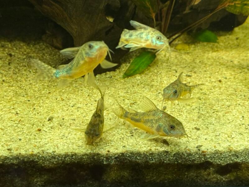 Corydoras paleatus