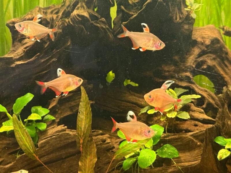 Hyphessobrycon bentosi - Tétra rose