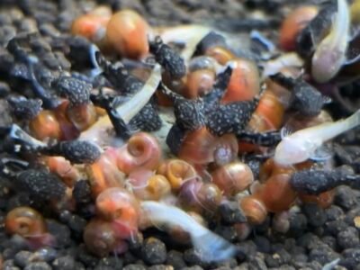 Ancistrus