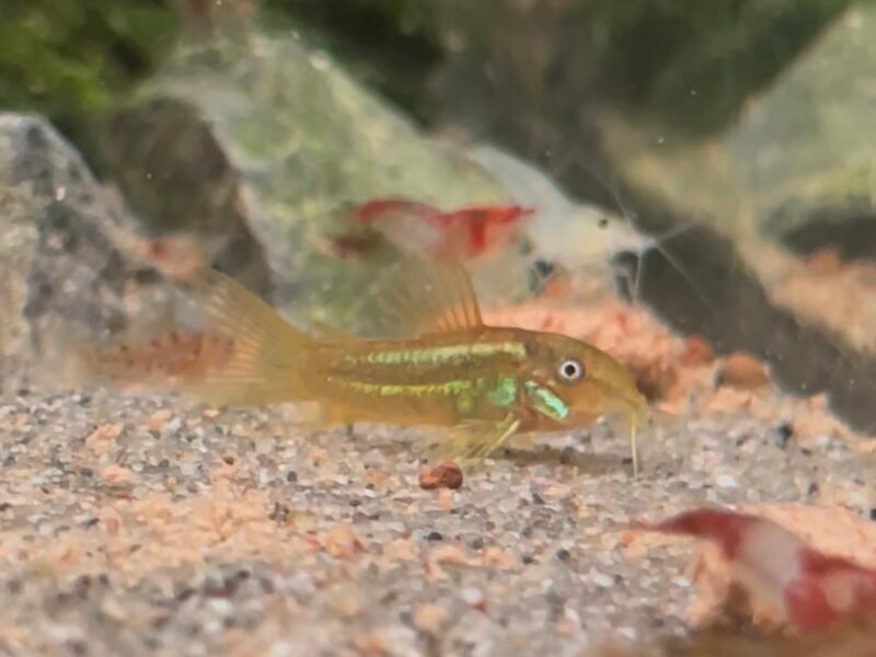 Corydoras gold peru