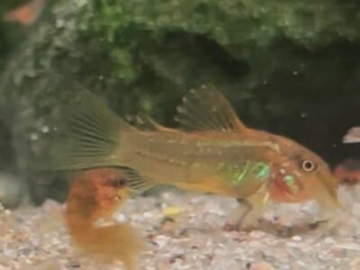 Corydoras gold peru