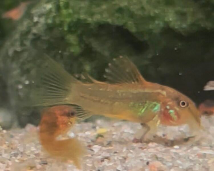 Corydoras gold peru