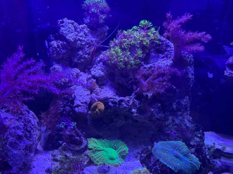 Aquarium marin 60L