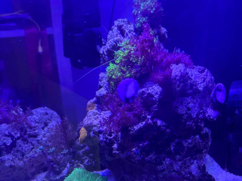 Aquarium marin 60L