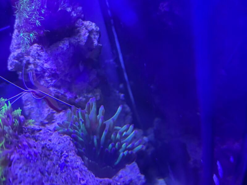 Aquarium marin 60L