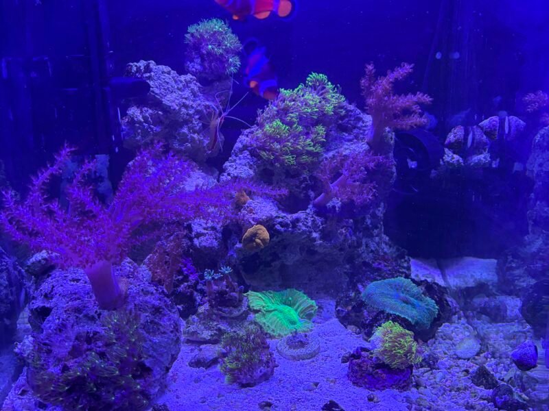 Aquarium marin 60L