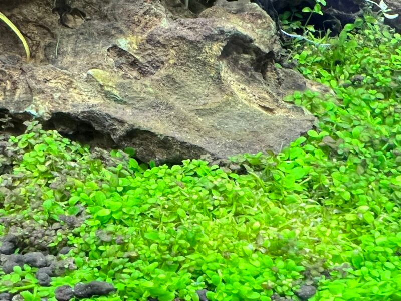 Plantes aquatiques