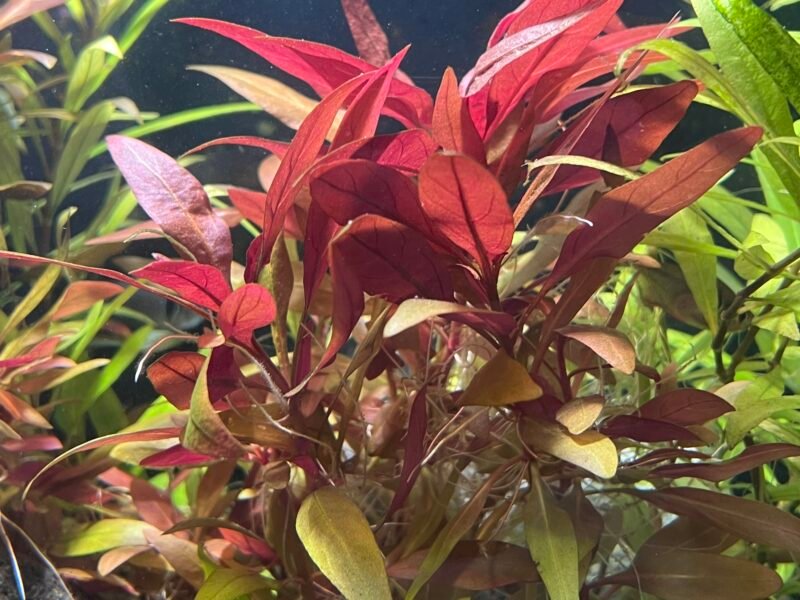 Plantes aquatiques