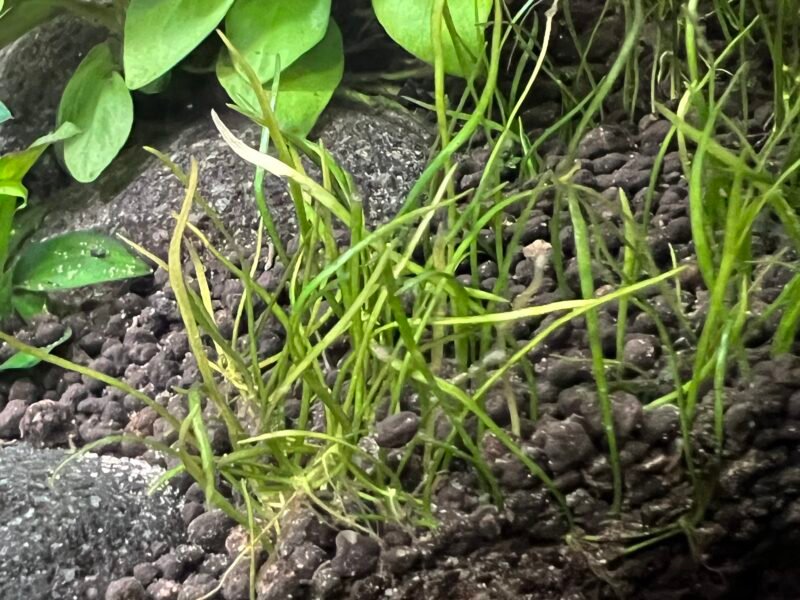 Plantes aquatiques