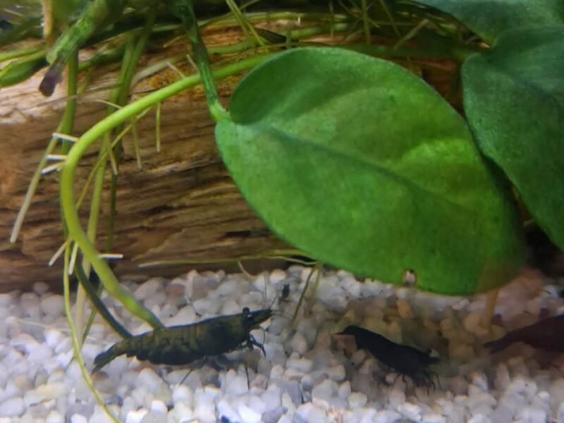 CREVETTES HULK ORANGE NEOCARIDINA