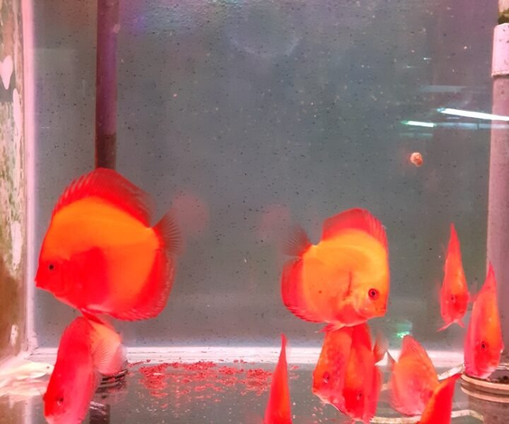 discus
