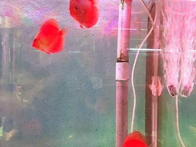 discus