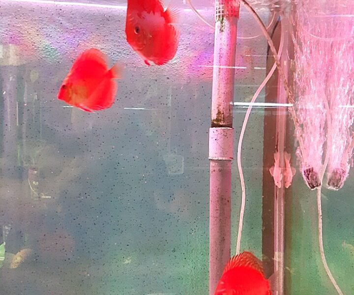 discus