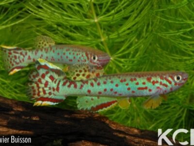 Fundulopanchax scheeli