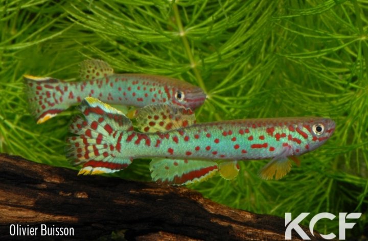 Fundulopanchax scheeli