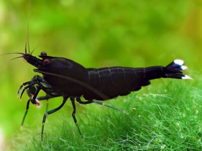 Recherche, Caridina KING KONG Full Black
