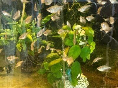 GOURAMIS LEERI