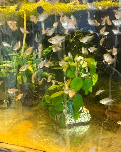 GOURAMIS LEERI