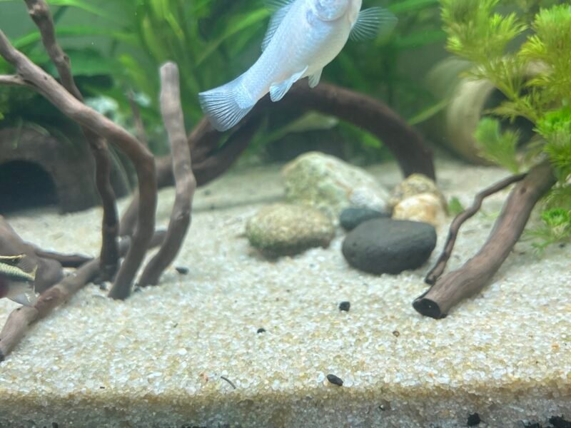 Couple colisa chuna, platy Hawaï, Molly