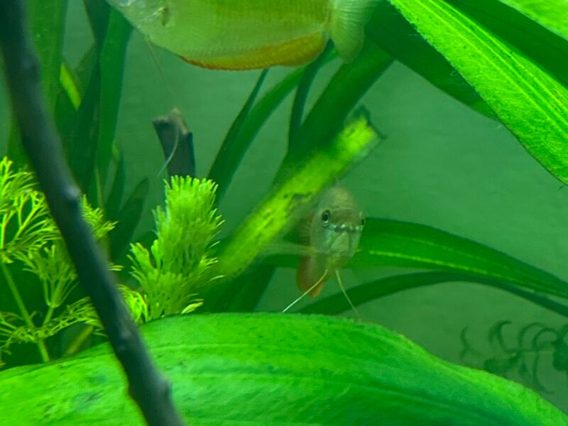 Couple colisa chuna, platy Hawaï, Molly