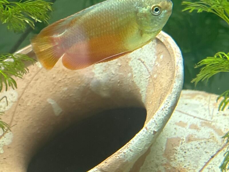 Couple colisa chuna, platy Hawaï, Molly