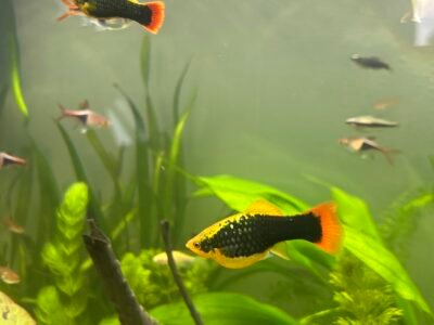 Couple colisa chuna, platy Hawaï, Molly