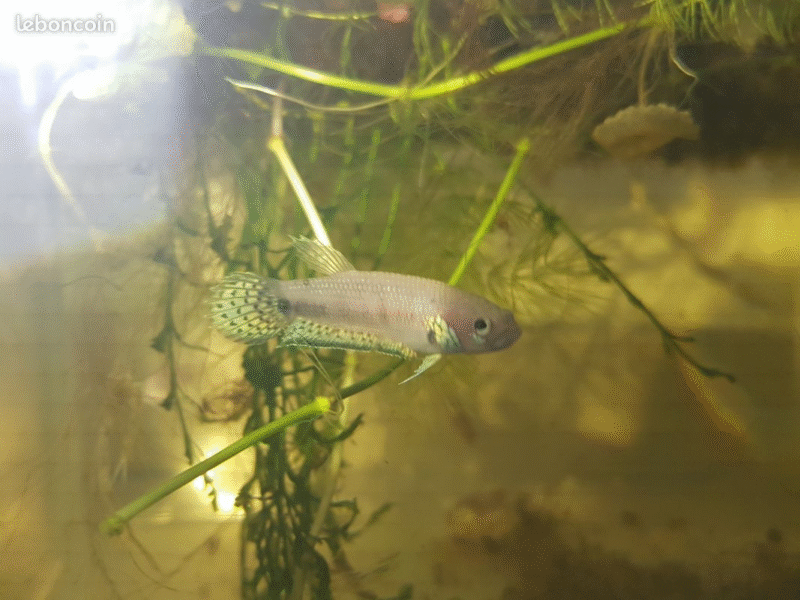Betta Pallifina