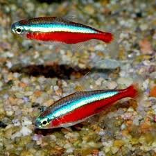 Recherche une vingtaine de CARDINALIS